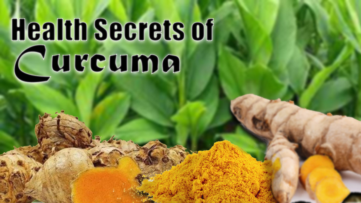 Health Secrets of Curcuma