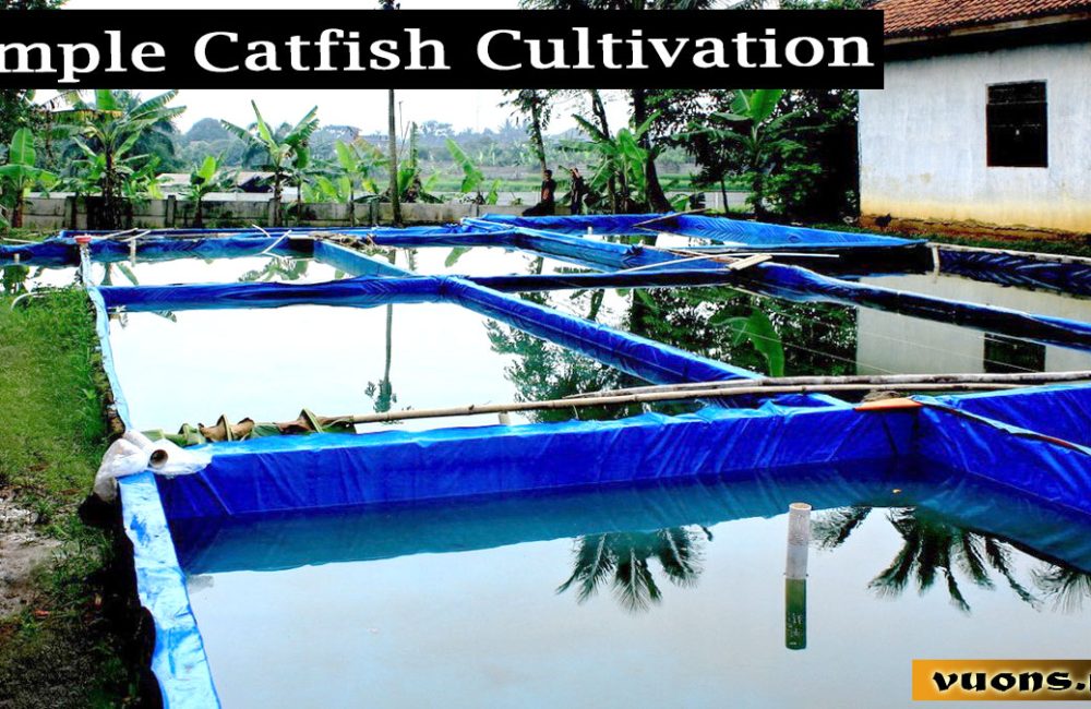 catfish cultivation
