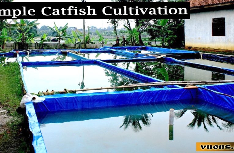 The Secret to Successful Catfish Cultivation
