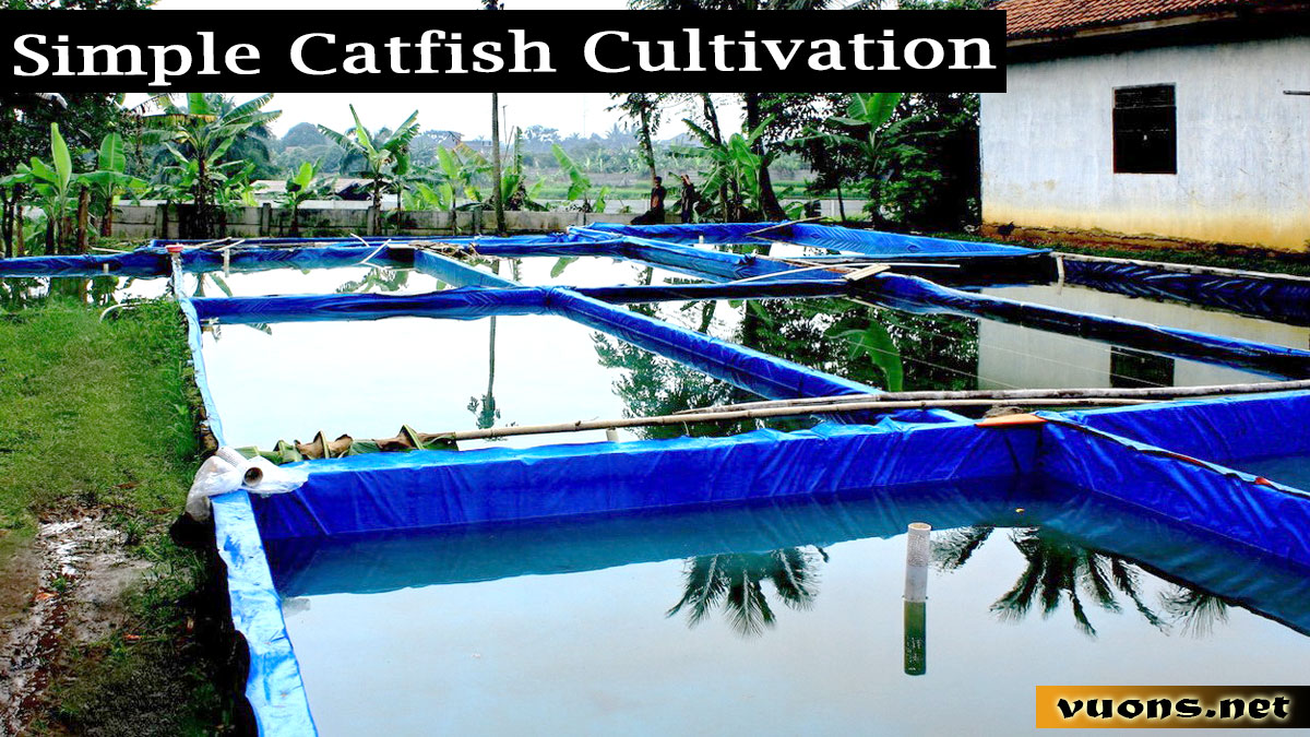 catfish cultivation
