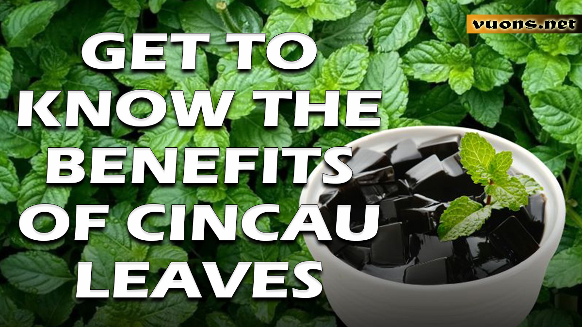 GET TO KNOW THE BENEFITS OF CINCAU LEAVES