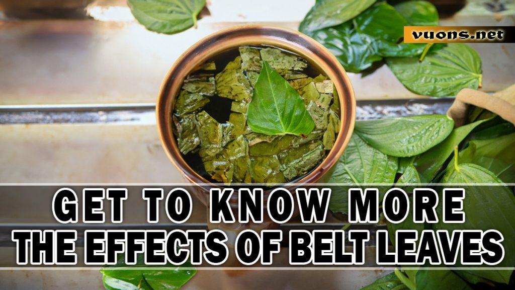 GET TO KNOW MORE THE EFFECTS OF BELT LEAVES