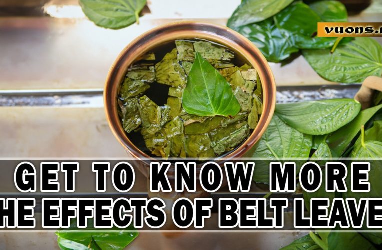 The Miracle of Betel Leaves in Traditional Medicine