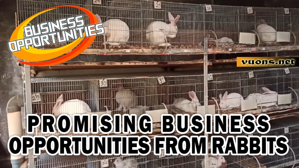 PROMISING BUSINESS OPPORTUNITIES FROM RABBITS