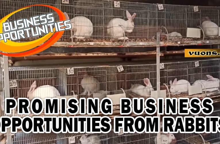 BUSINESS OPPORTUNITIES FROM RABBIT FARMING