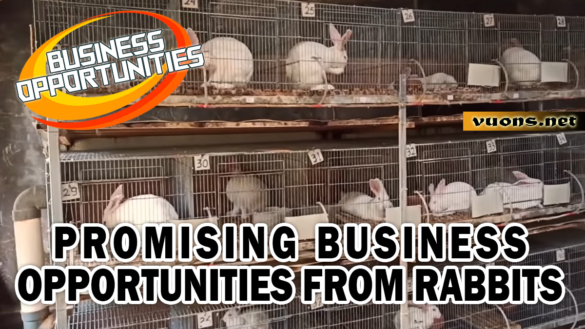 PROMISING BUSINESS OPPORTUNITIES FROM RABBITS