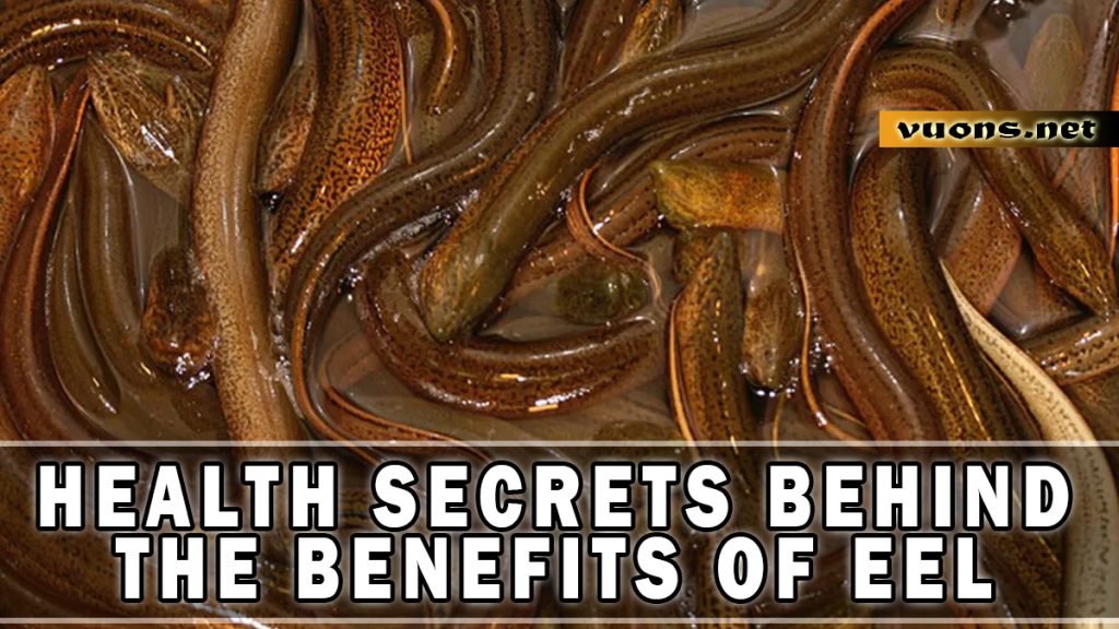 HEALTH SECRETS BEHIND THE BENEFITS OF EEL