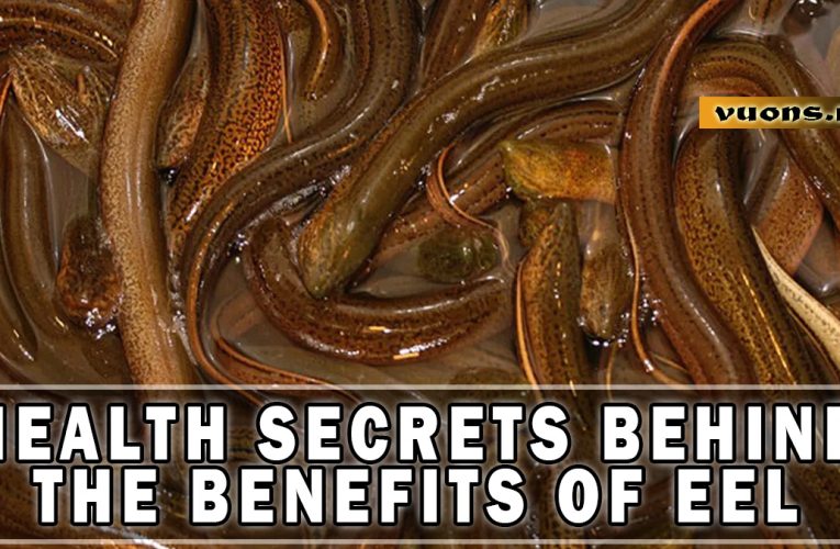 Benefits of Eel for Maintaining Heart Health