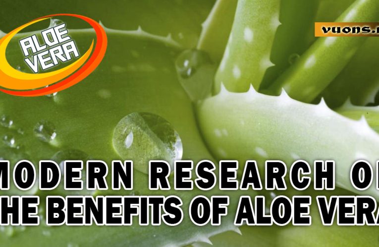 Aloe Vera: A Plant with Many Benefits for the Body