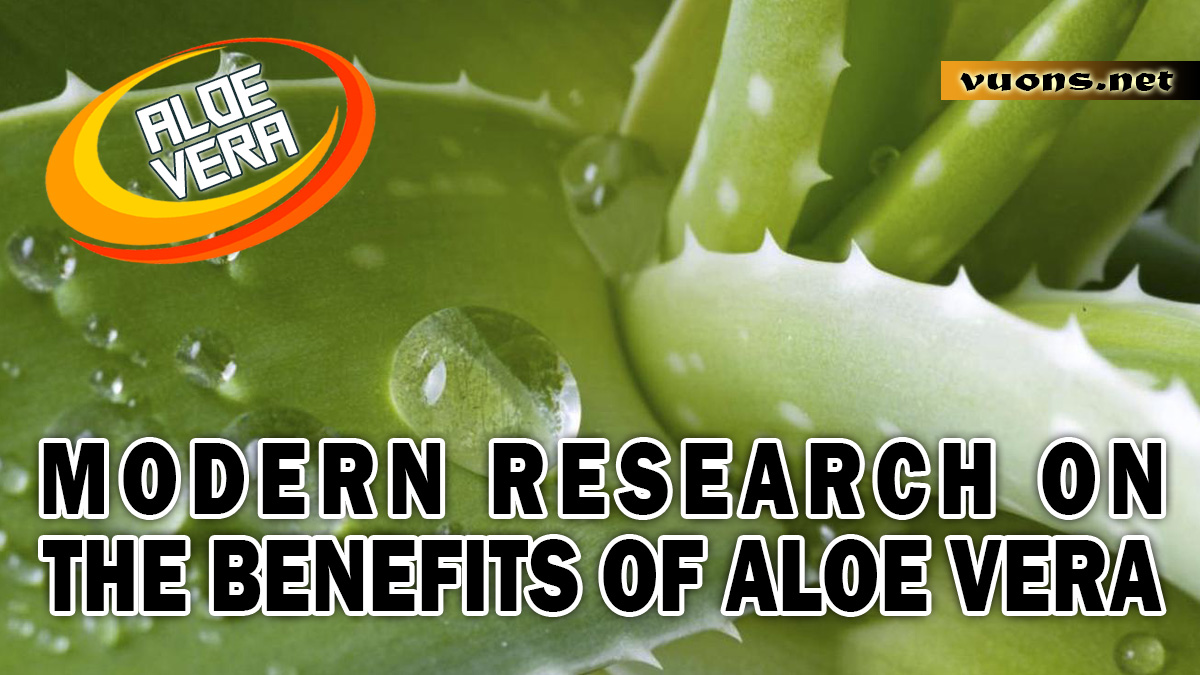 MODERN RESEARCH ON THE BENEFITS OF ALOE VERA