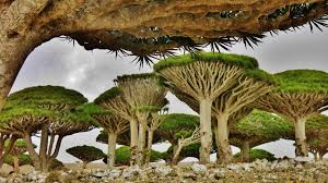 The Mystery of Socotra Island with Rare Biodiversity VUONS