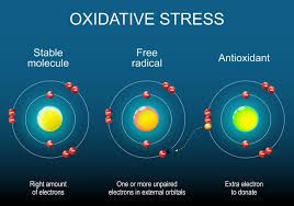 Antioxidants are important for health and longevity VUONS