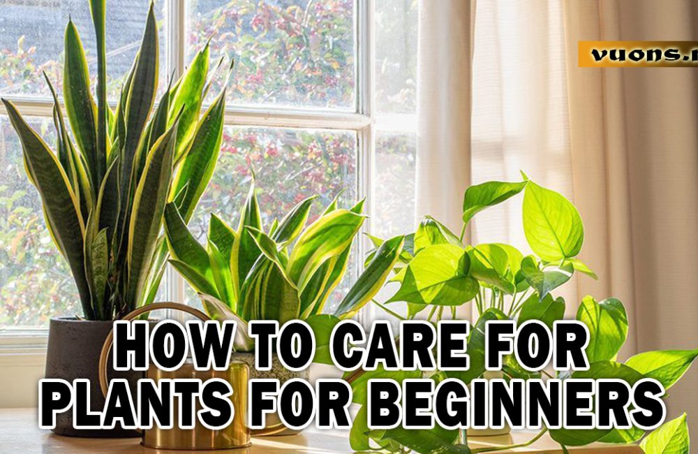 HOW TO CARE FOR PLANTS FOR BEGINNERS