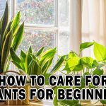 HOW TO CARE FOR PLANTS FOR BEGINNERS