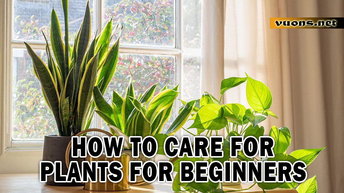 HOW TO CARE FOR PLANTS FOR BEGINNERS