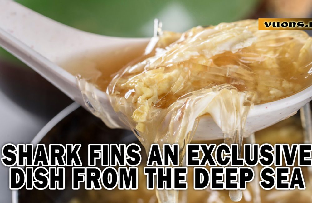 SHARK FINS AN EXCLUSIVE DISH FROM THE DEEP SEA