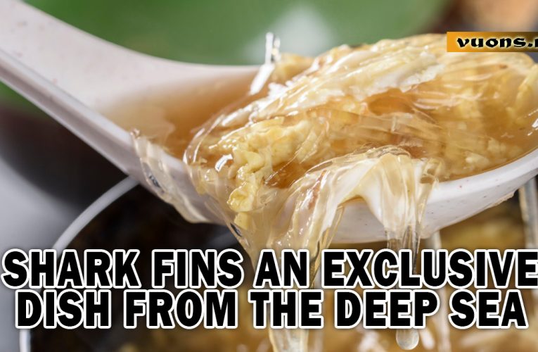SHARK FINS AN EXCLUSIVE DISH FROM THE DEEP SEA