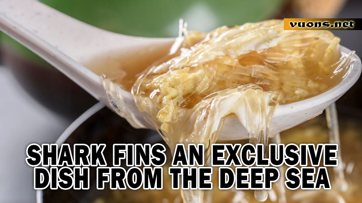 SHARK FINS AN EXCLUSIVE DISH FROM THE DEEP SEA