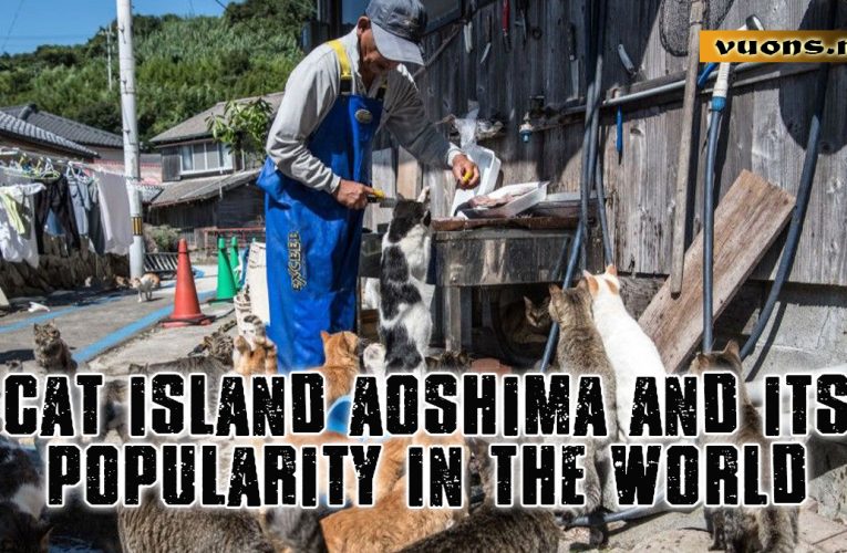 Cat Island Aoshima and Its Popularity in the World
