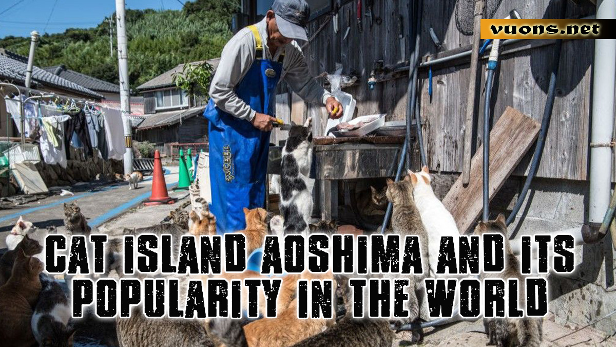 CAT ISLAND AOSHIMA AND ITS POPULARITY IN THE WORLD